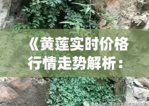 《黄莲实时价格行情走势解析:市场动态一览无遗》