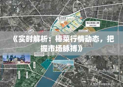《实时解析：棒菜行情动态，把握市场脉搏》