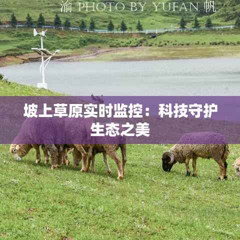 坡上草原实时监控:科技守护生态之美