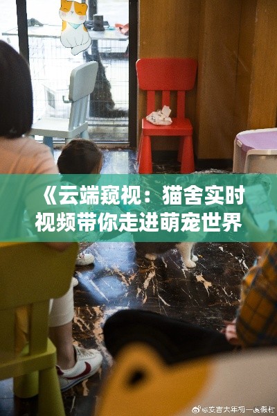 《云端窥视：猫舍实时视频带你走进萌宠世界》