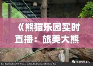 《熊猫乐园实时直播：旅美大熊猫生活全景展现》