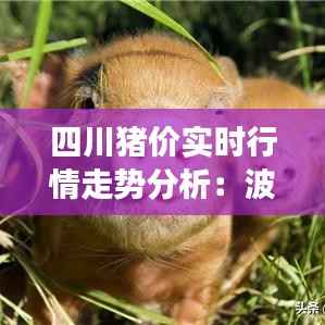 四川猪价实时行情走势分析:波动背后的市场逻辑
