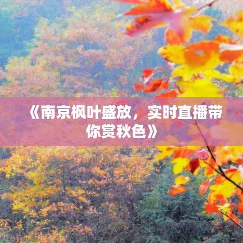 《南京枫叶盛放,实时直播带你赏秋色》