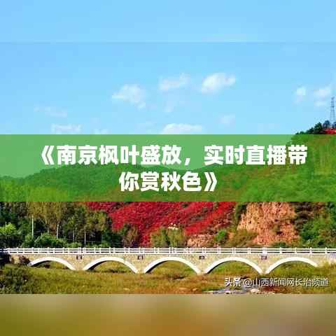 《南京枫叶盛放,实时直播带你赏秋色》