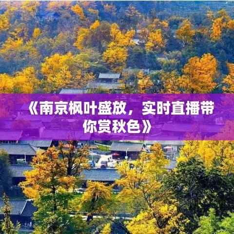 《南京枫叶盛放,实时直播带你赏秋色》