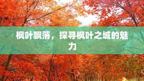 枫叶飘落,探寻枫叶之城的魅力