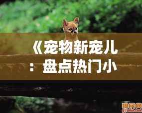 《宠物新宠儿:盘点热门小宠,带你走进萌宠世界》