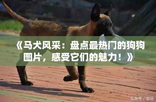 《马犬风采：盘点最热门的狗狗图片，感受它们的魅力！》
