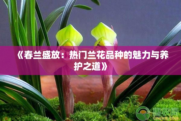 《春兰盛放：热门兰花品种的魅力与养护之道》