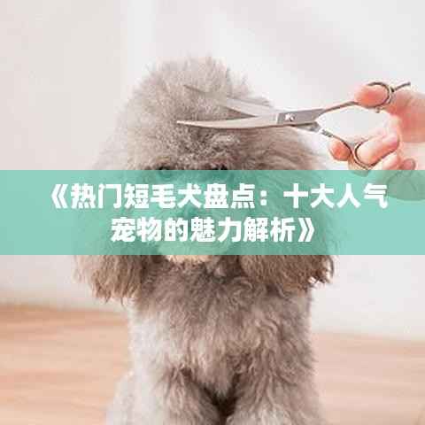 《热门短毛犬盘点:十大人气宠物的魅力解析》