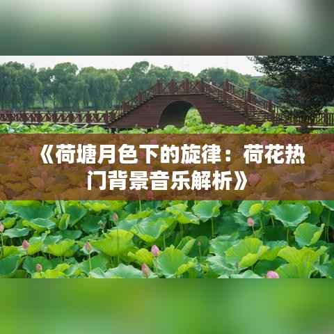 《荷塘月色下的旋律：荷花热门背景音乐解析》