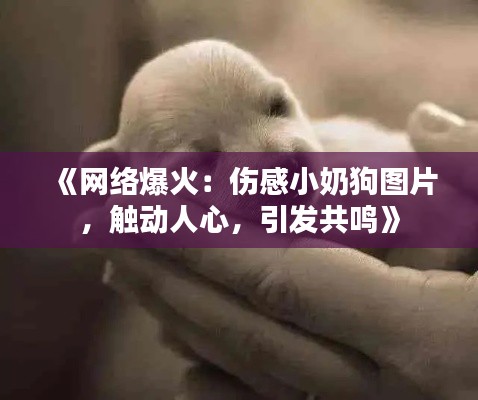 《网络爆火:伤感小奶狗图片,触动人心,引发共鸣》