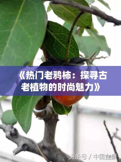 《热门老鸦柿:探寻古老植物的时尚魅力》