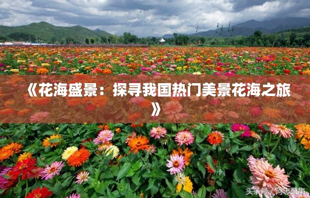 《花海盛景：探寻我国热门美景花海之旅》