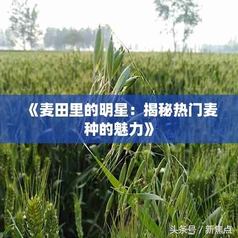 《麦田里的明星:揭秘热门麦种的魅力》