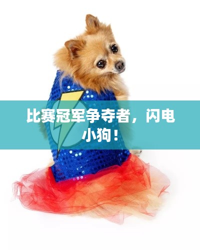 比赛冠军争夺者,闪电小狗!