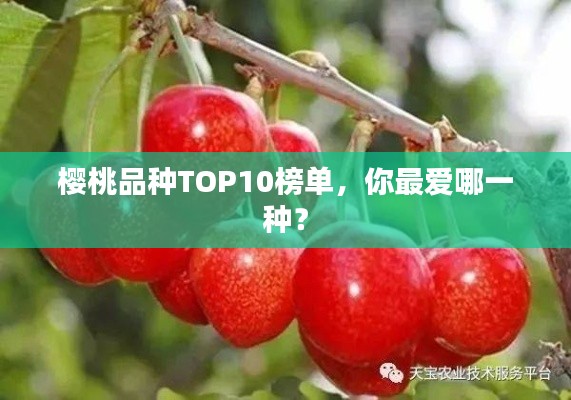 樱桃品种TOP10榜单,你最爱哪一种?