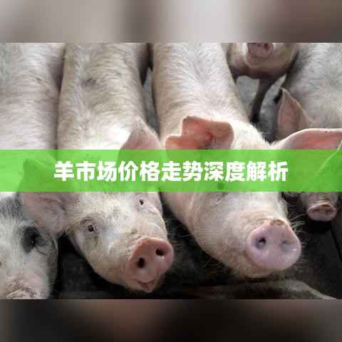 羊市场价格走势深度解析