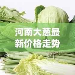 河南大葱最新价格走势分析