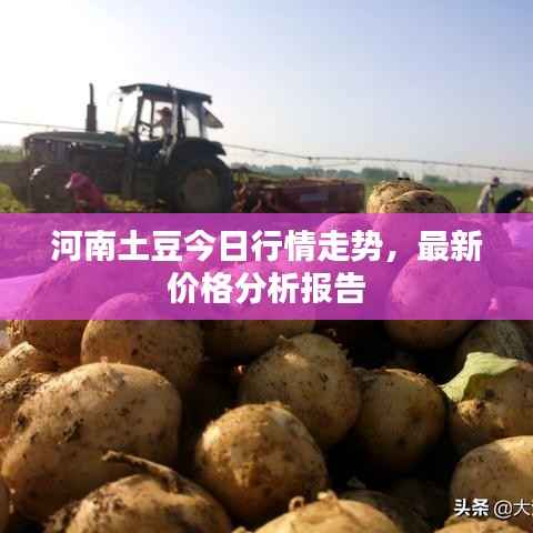 河南土豆今日行情走势,最新价格分析报告