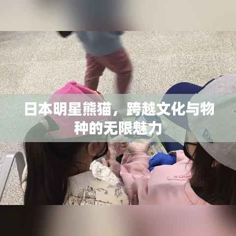 日本明星熊猫,跨越文化与物种的无限魅力