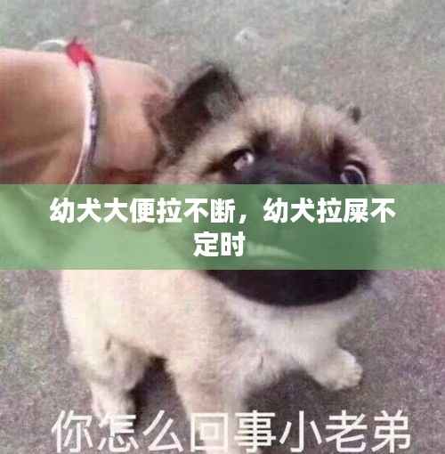 幼犬大便拉不断，幼犬拉屎不定时 