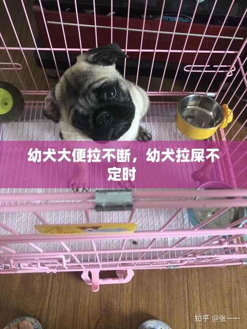 幼犬大便拉不断,幼犬拉屎不定时