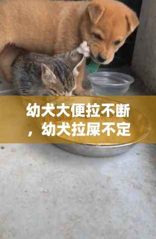 幼犬大便拉不断,幼犬拉屎不定时