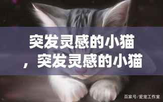 突发灵感的小猫，突发灵感的小猫怎么办 