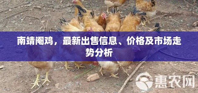 南靖阉鸡,最新出售信息、价格及市场走势分析