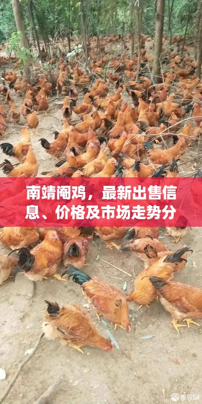 南靖阉鸡,最新出售信息、价格及市场走势分析