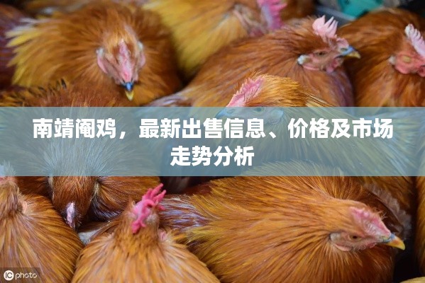 南靖阉鸡,最新出售信息、价格及市场走势分析