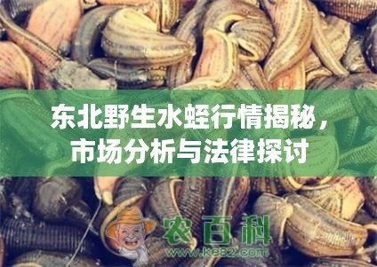东北野生水蛭行情揭秘,市场分析与法律探讨