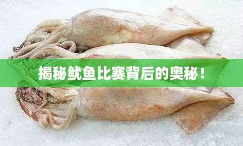 揭秘鱿鱼比赛背后的奥秘!