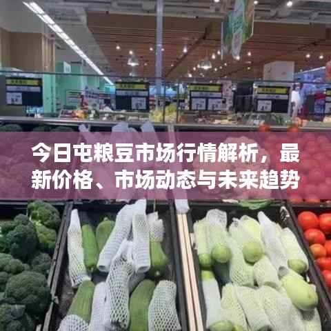 今日屯粮豆市场行情解析,最新价格、市场动态与未来趋势展望