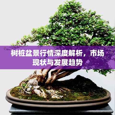 树桩盆景行情深度解析,市场现状与发展趋势
