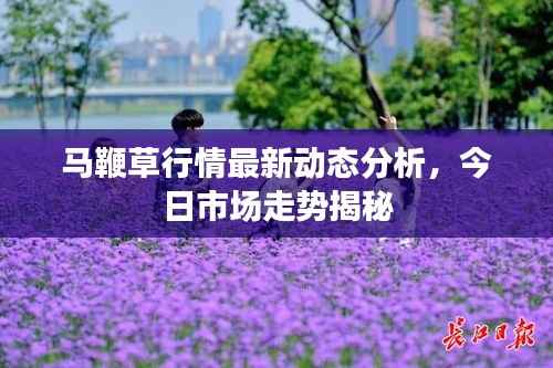 马鞭草行情最新动态分析，今日市场走势揭秘