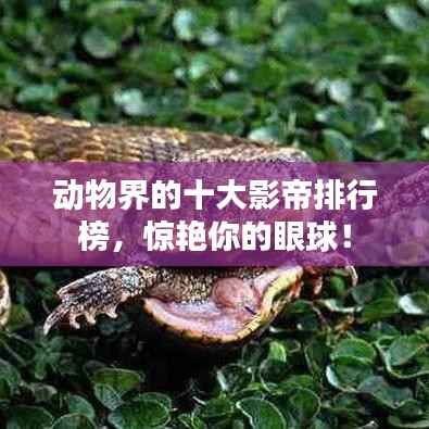 动物界的十大影帝排行榜,惊艳你的眼球!