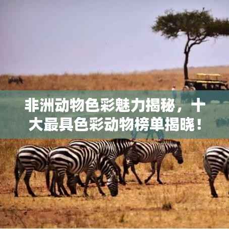 非洲动物色彩魅力揭秘,十大最具色彩动物榜单揭晓!