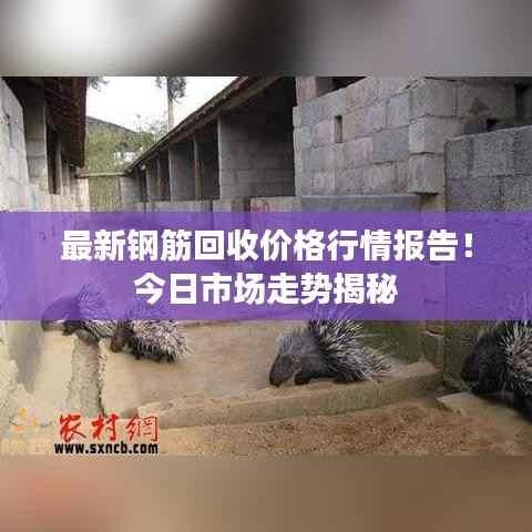 最新钢筋回收价格行情报告!今日市场走势揭秘