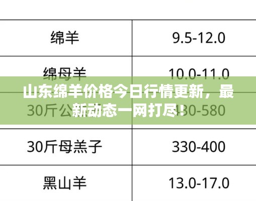 山东绵羊价格今日行情更新,最新动态一网打尽!