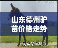 山东德州驴苗价格走势深度解析