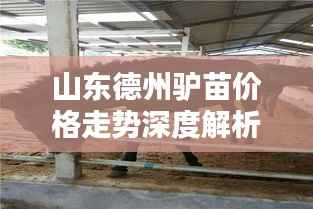 山东德州驴苗价格走势深度解析