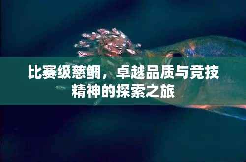 比赛级慈鲷，卓越品质与竞技精神的探索之旅