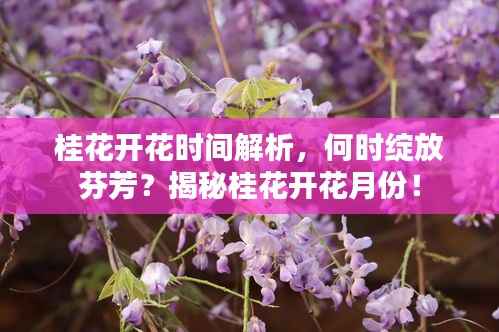 桂花开花时间解析,何时绽放芬芳?揭秘桂花开花月份!