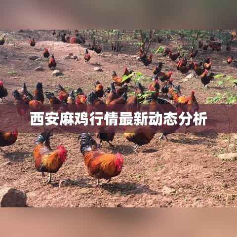 西安麻鸡行情最新动态分析