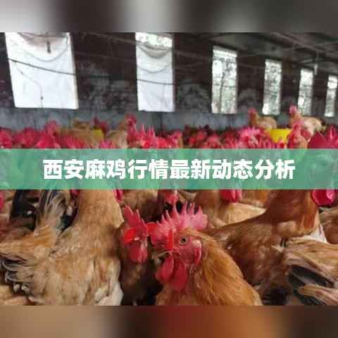 西安麻鸡行情最新动态分析