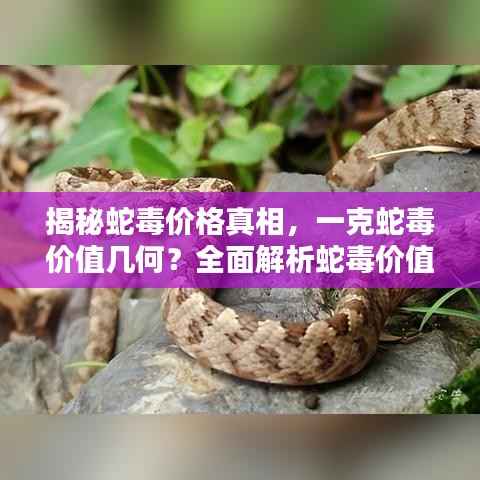 揭秘蛇毒价格真相,一克蛇毒价值几何?全面解析蛇毒价值与价格因素。
