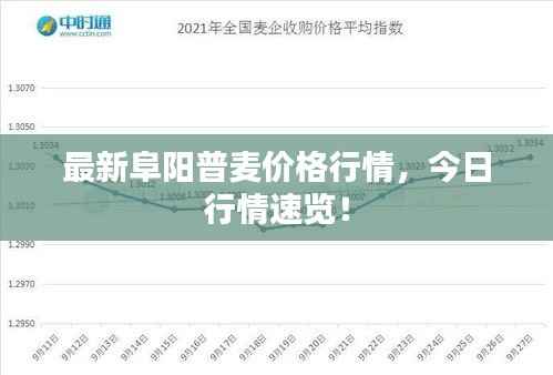 最新阜阳普麦价格行情，今日行情速览！