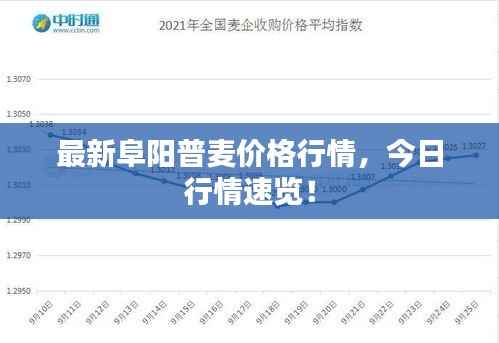 最新阜阳普麦价格行情,今日行情速览!